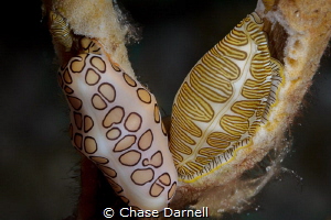 "Mix N Match"
A Flamingo Tongue and Fingerprint Cyphoma ... by Chase Darnell 